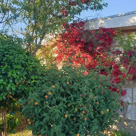 - Olive House Σπίτι διακοπών