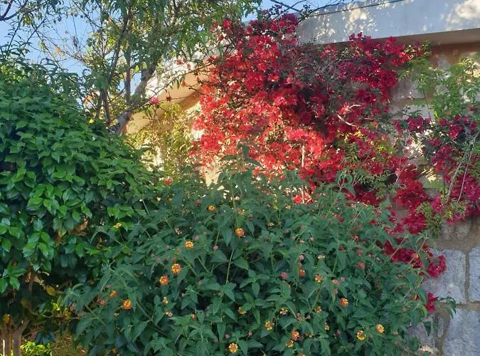 - Olive House 別荘